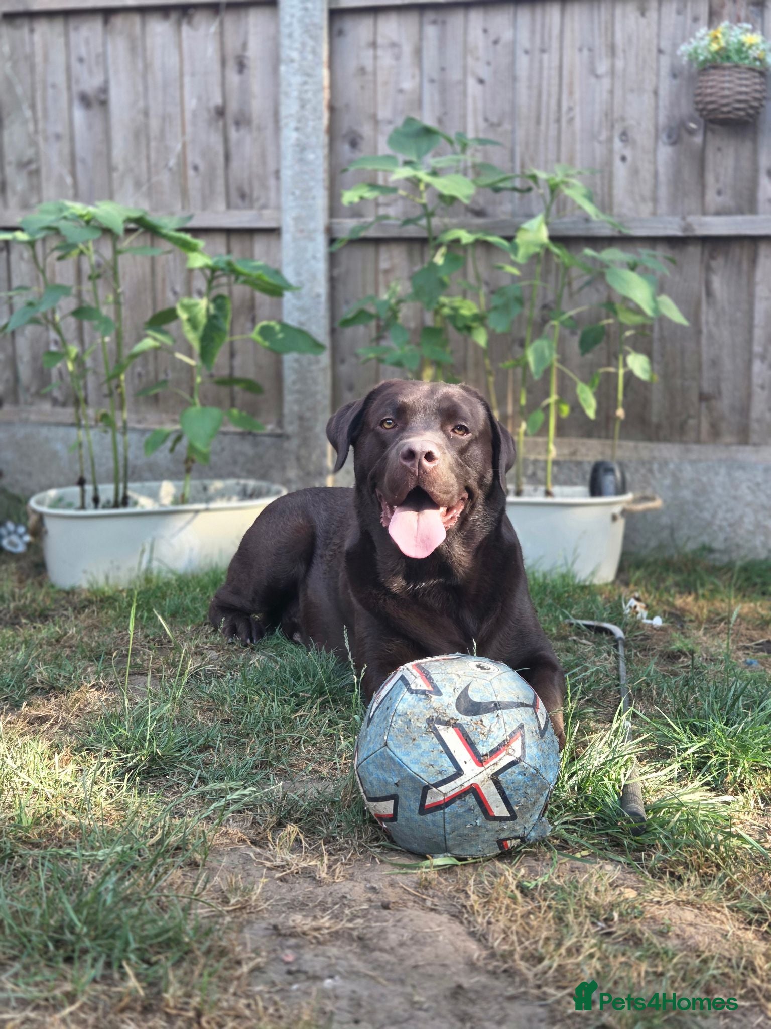 Labrador Retriever dogs PROVEN STUD ONLY  - Advert 22