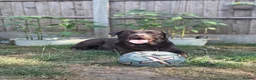 Labrador Retriever dogs for stud: PROVEN STUD ONLY  - Advert 1