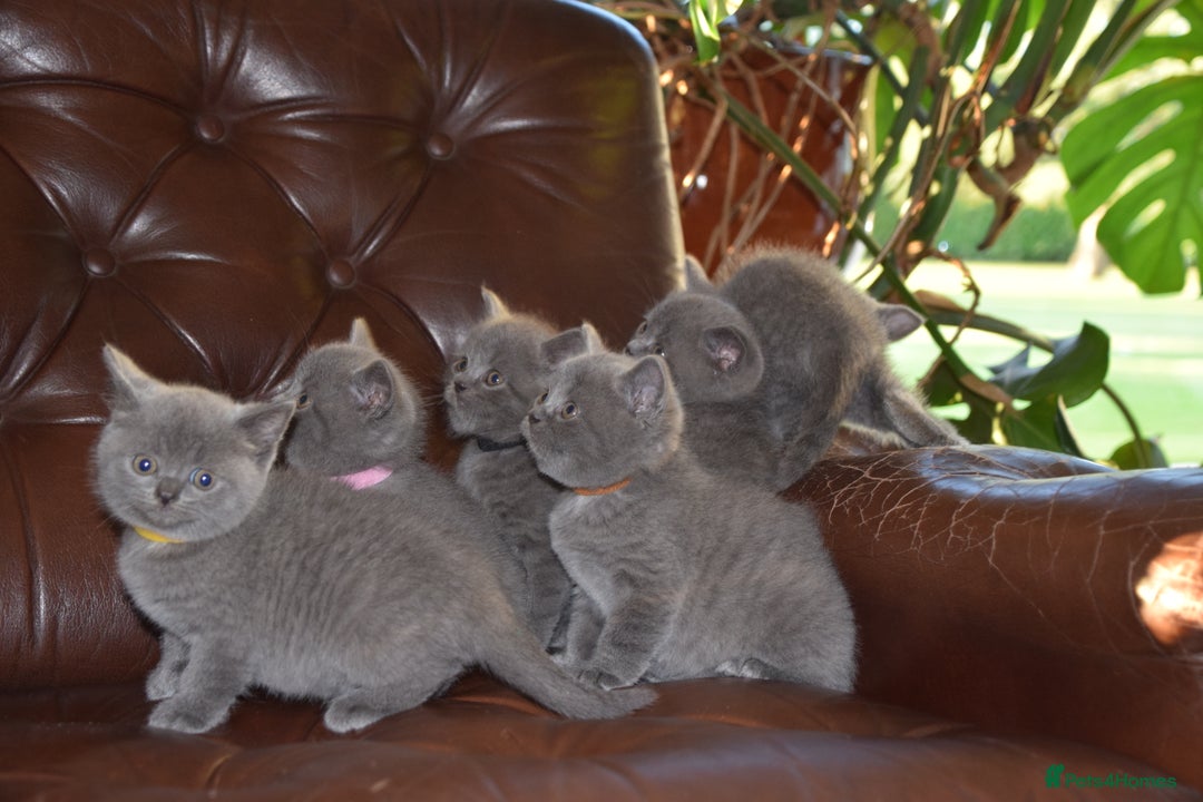 British Shorthair cats for sale: BSH Blue kittens, 3xgirls 3xboys - Image 15