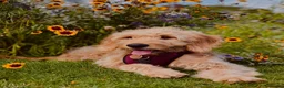 Mini Goldendoodle dogs for sale: F1 GDs via a LICENSED Breeder & POLICE Dog Trainer - Advert 22
