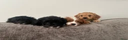 Cavapoo dogs for sale: EXQUISITE & VERY UNUSUAL CAVAPOO PUPPIES  - Advert 12