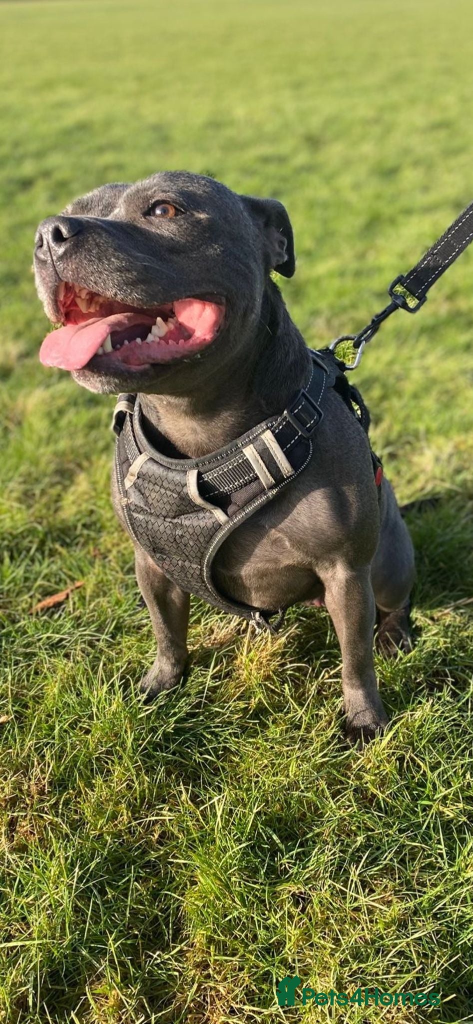 Staffordshire Bull Terrier dogs Staffordshire bull terrier  dogs blue staffs ❤️💙 - Advert 2