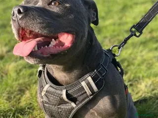 Staffordshire Bull Terrier dogs Staffordshire bull terrier dogs blue staffs ❤️💙 - Advert 2