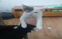 Domestic Shorthair cats for sale: 🐾 9 Beautiful Kittens - Image 12