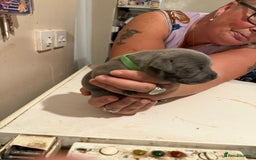 Staffordshire Bull Terrier dogs for sale: Staffordshire Bull Terrier Puppies for Sale - Advert 9