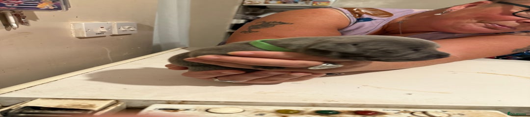 Staffordshire Bull Terrier Puppy 3