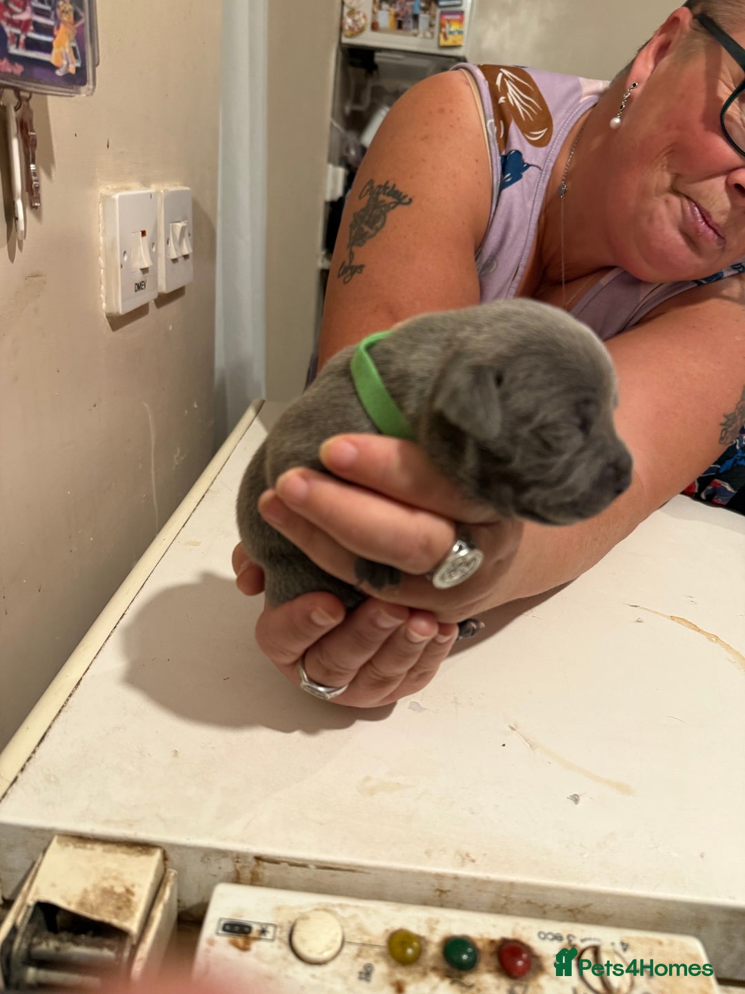 Staffordshire Bull Terrier dogs for sale: Staffordshire Bull Terrier Puppies for Sale - Advert 9