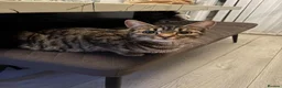 Mixed Breed cats for sale: Grey tabby British shorthair cross kittens - Advert 7