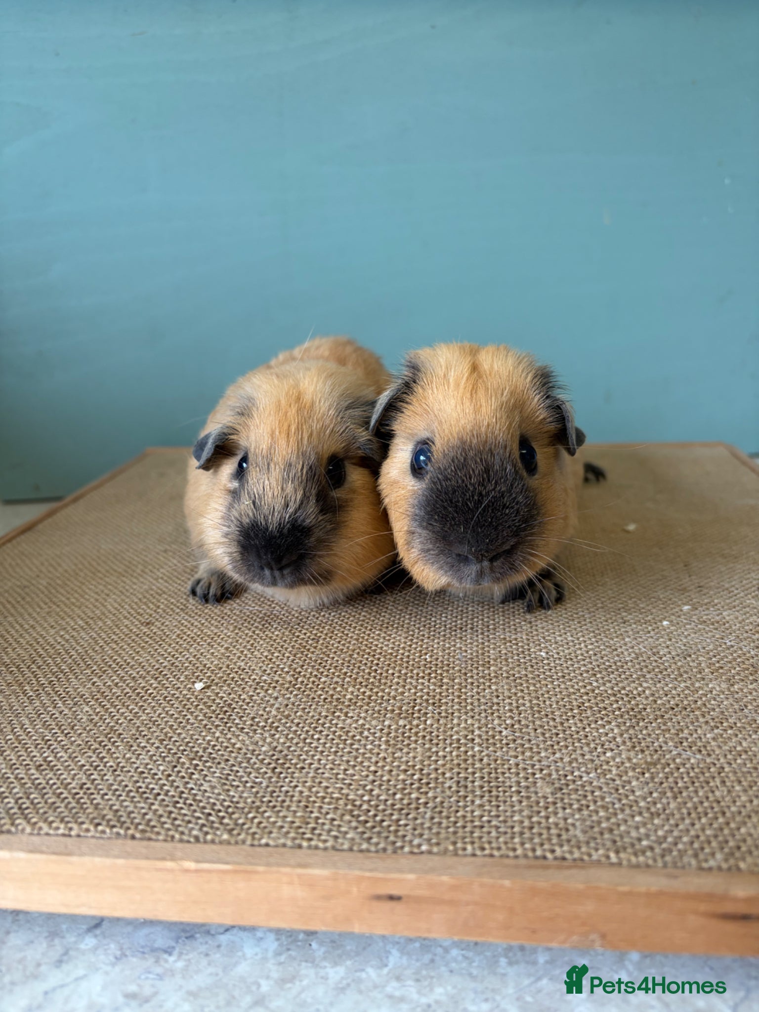 Guinea Pig rodents Male Cali Pair - Advert 1