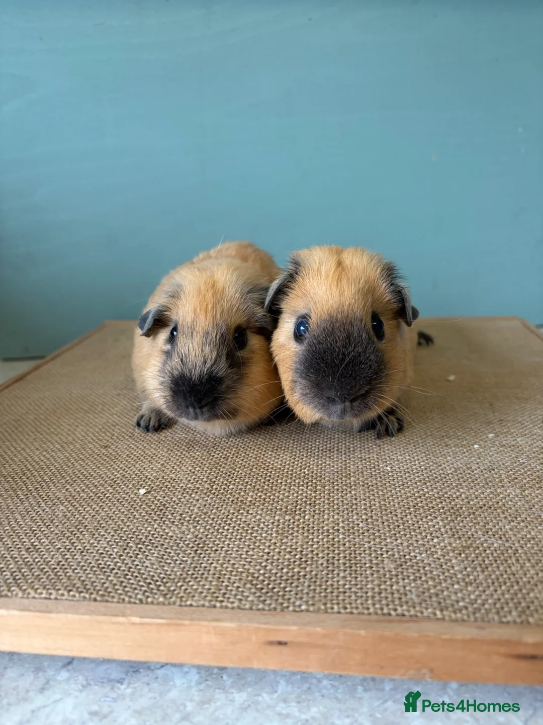 Guinea Pig rodents for sale: Male Cali Pair - Advert 1