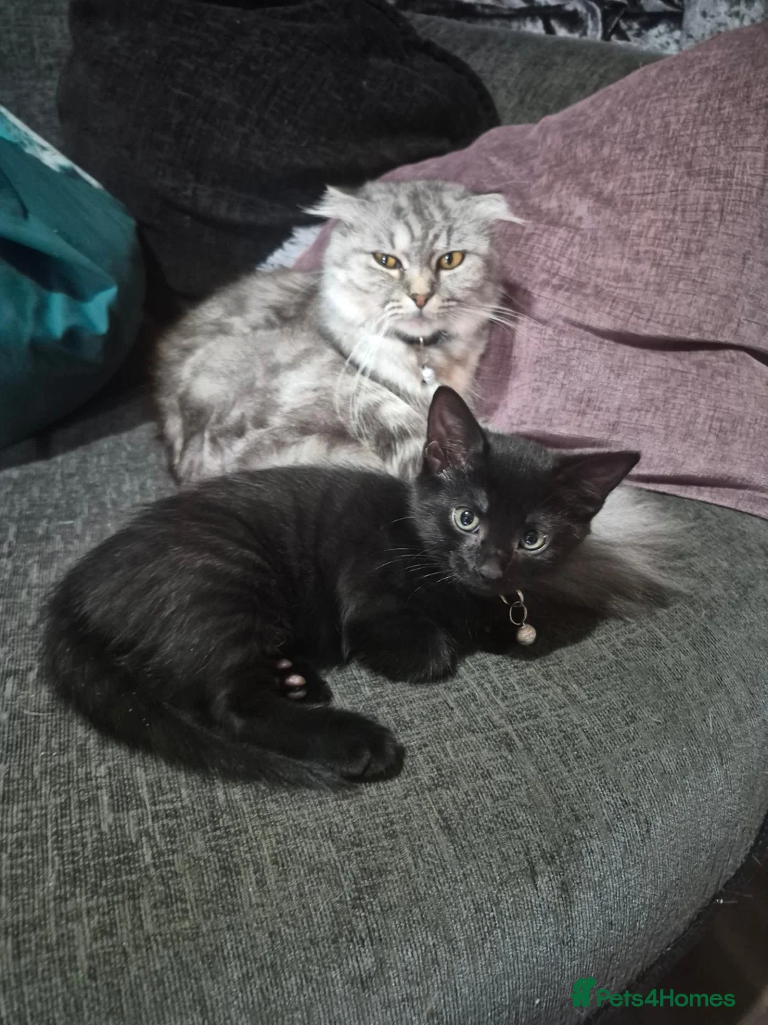 Mixed Breed cats for sale: 1 Black kitten left Girl - Advert 2