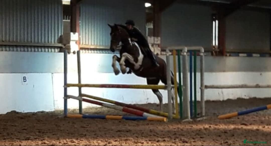 Irish Draught horses for sale: ID X  - Image 3