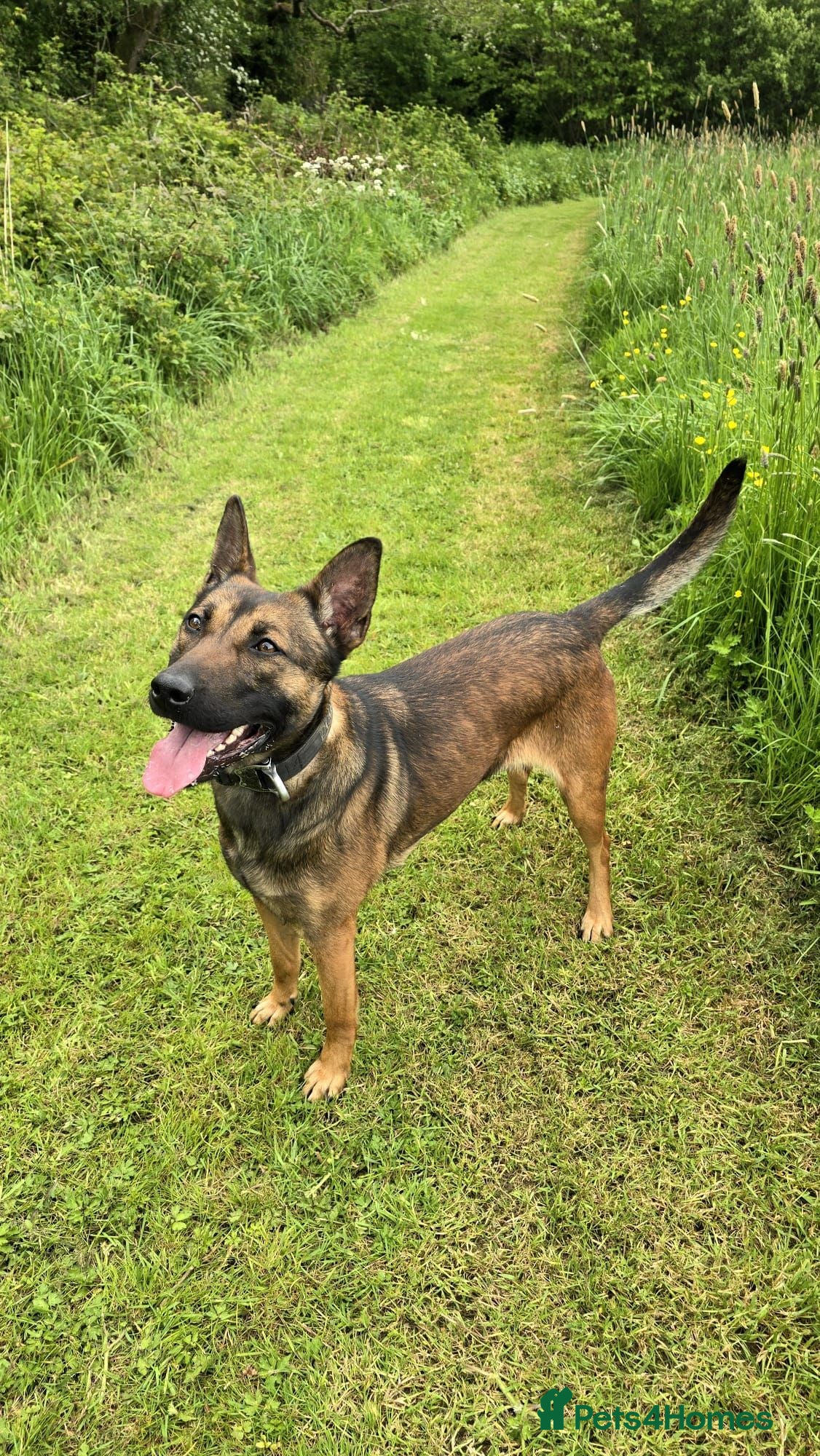 Belgian Shepherd Dog dogs Stunning Female Malinois  - Advert 1