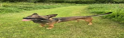 Belgian Shepherd Dog dogs for sale: Stunning Female Malinois  - Advert 1