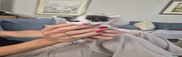 Mixed Breed cats for sale: Fluffy kittens  - Advert 2