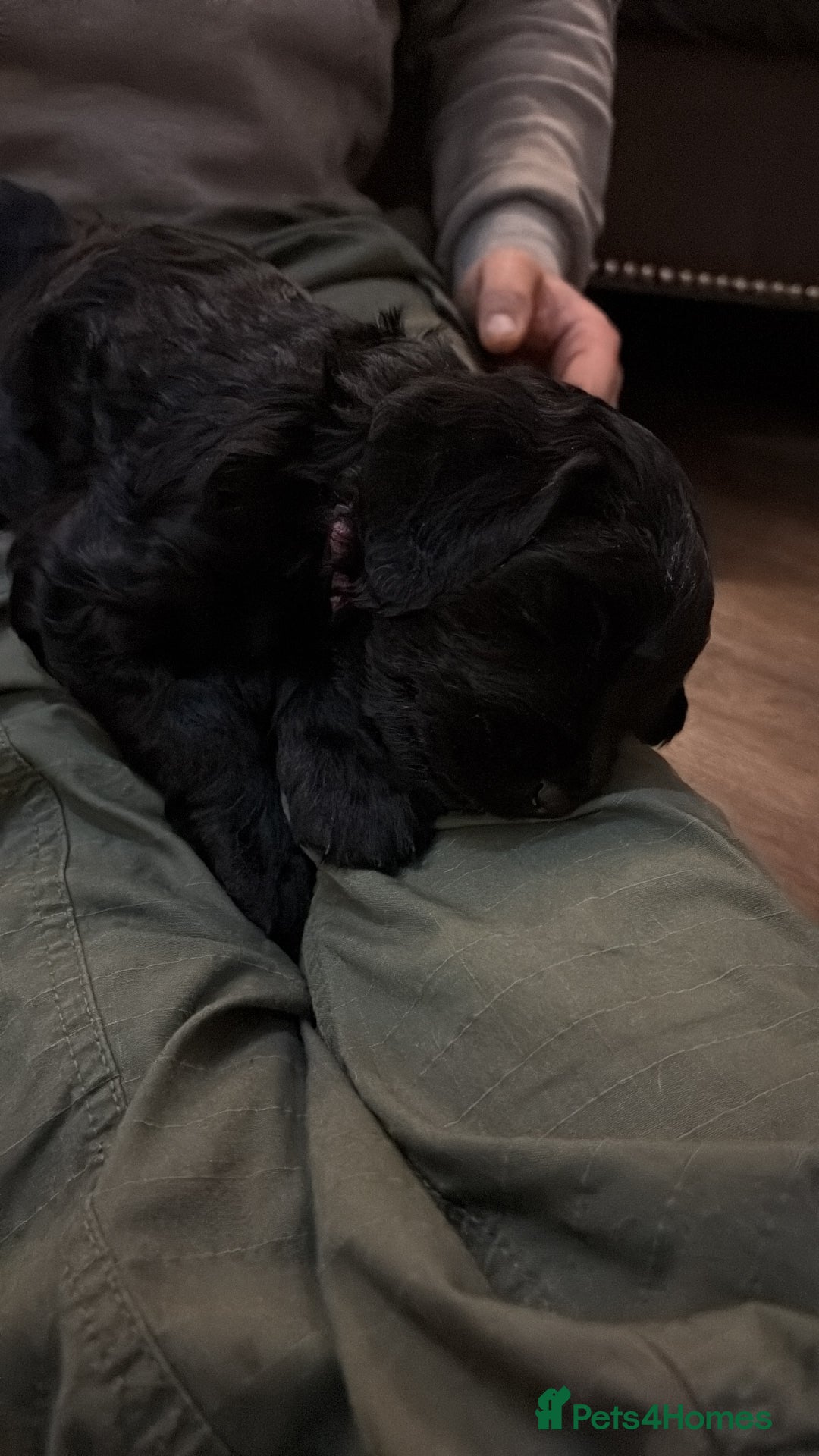 Goldendoodle dogs for sale: Health tested F1 Goldendoodle puppies  - Advert 12