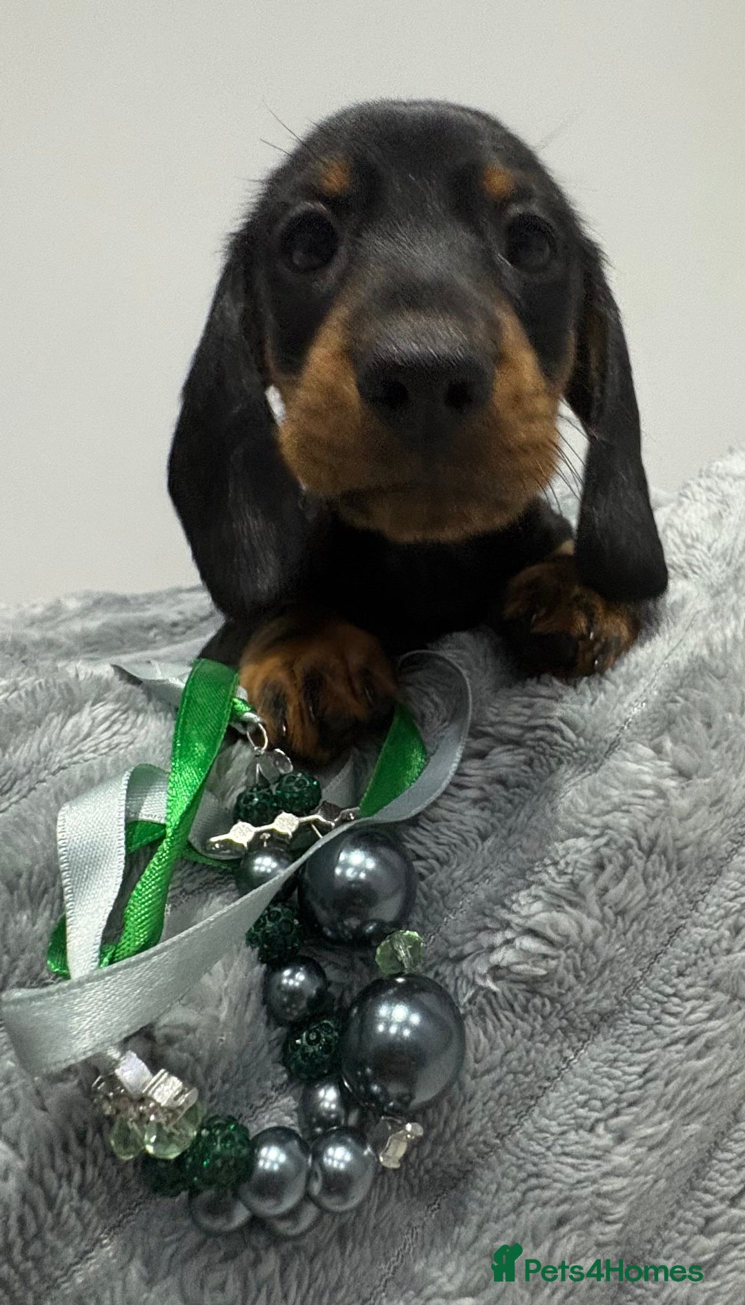 Miniature Dachshund dogs for sale: Gorgeous Miniature Dachshunds - Advert 22