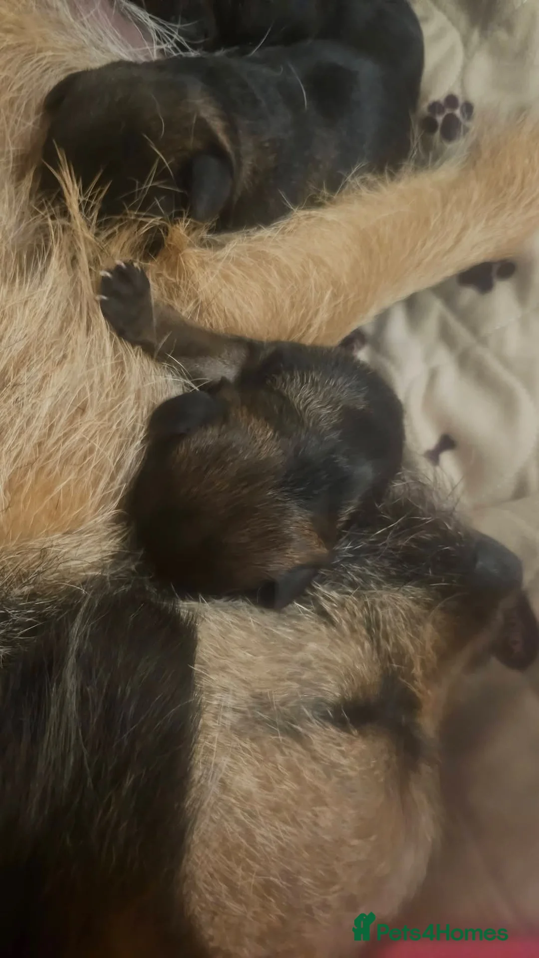 Border Terrier dogs for sale: Superb border terriers - Advert 11