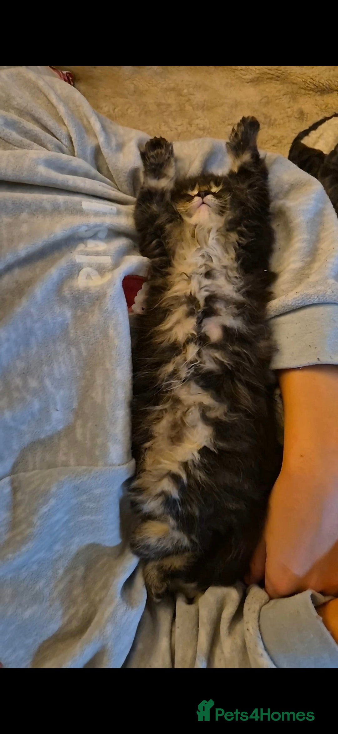 Maine Coon cats for sale: Friendly Maine coone mix baby's ready to go  - Advert 27