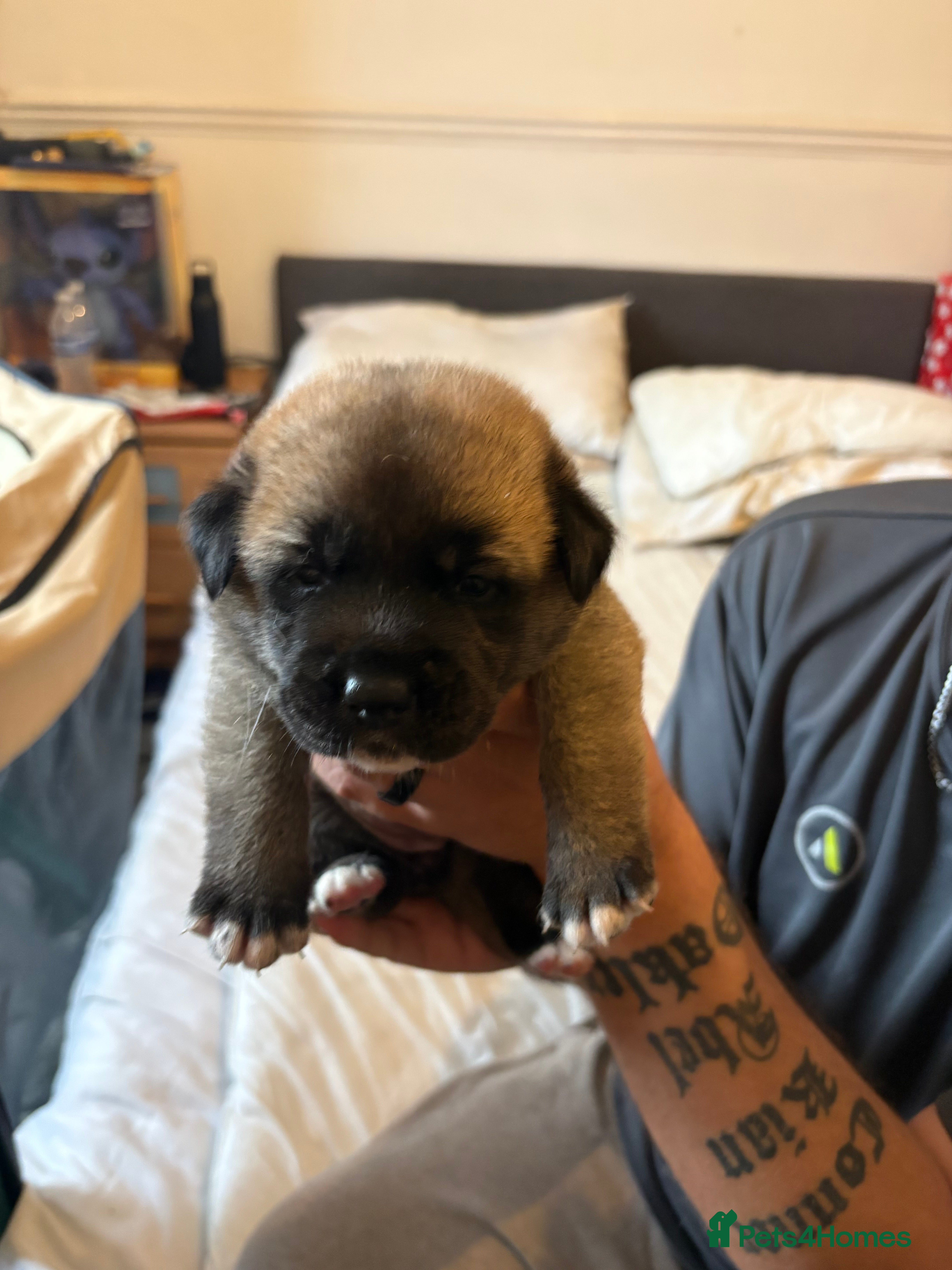 Mixed Breed dogs Akita cross Labrador  - Advert 9