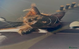Maine Coon cats for sale: Mainecoon kittens Reduced! - Image 8
