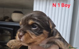 Biewer Terrier dogs for sale: Biewier terrier  - Image 2