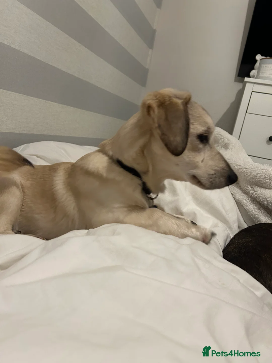 Mixed Breed dogs for adoption: ROXANNE - Advert 14