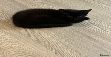 Mixed Breed cats in Waltham Cross - Advert 3