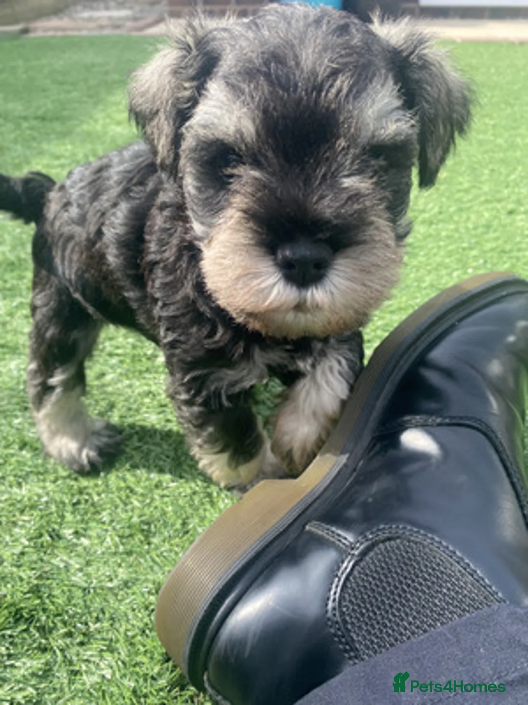 Miniature Schnauzer dogs for sale: 3 Pure Miniature Schnauzers available in Colchester - Advert 2