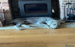 Bedlington Terrier dogs for stud: Bedlington terrier for std in Barnsley - Image 17