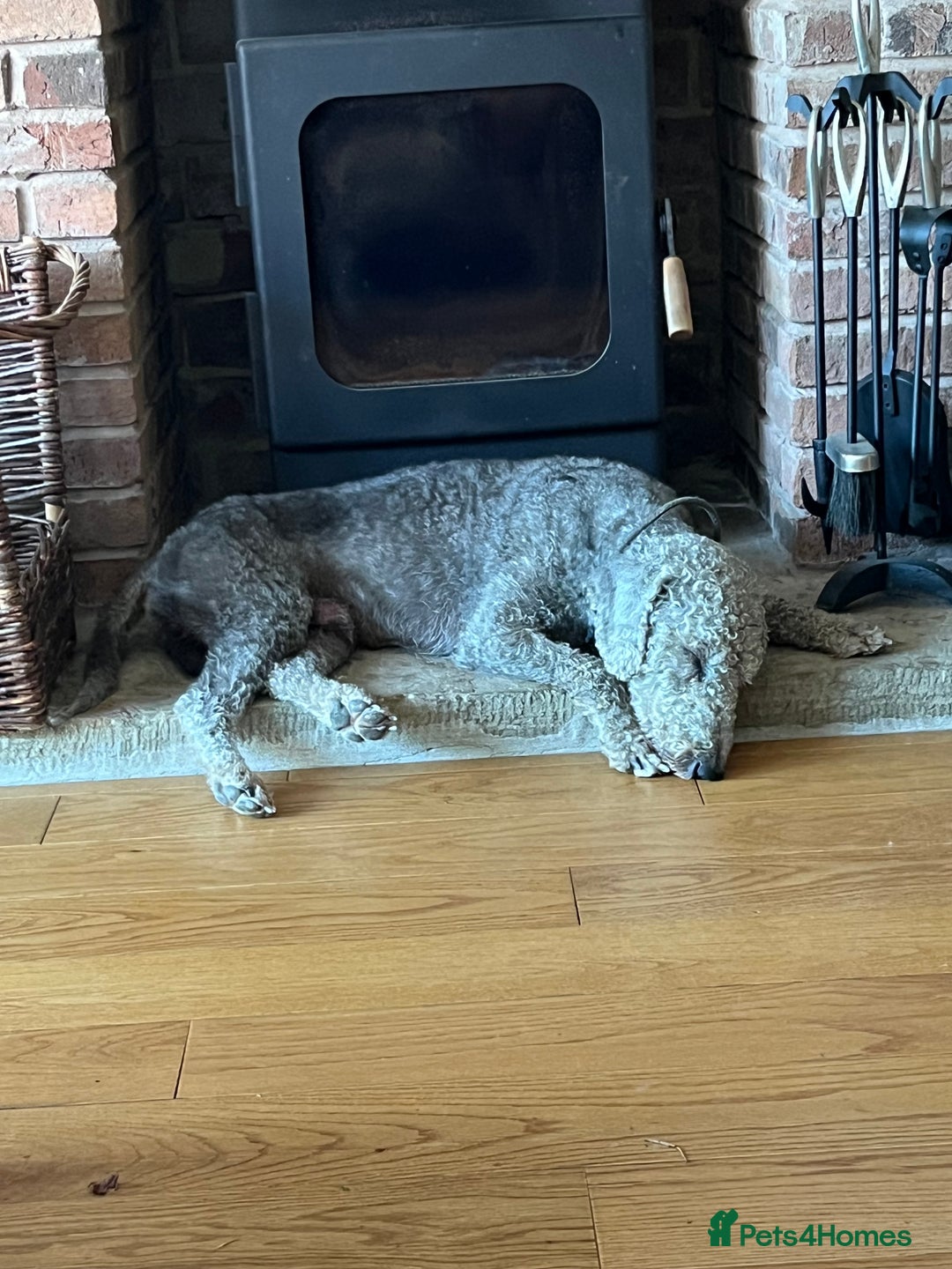 Bedlington Terrier dogs for stud: Bedlington terrier for std in Barnsley - Image 17