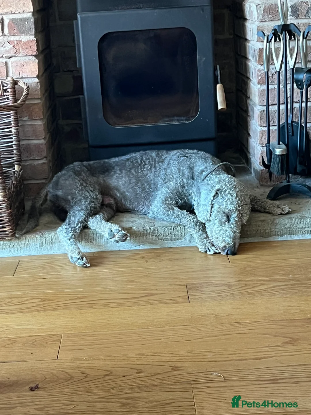 Bedlington Terrier dogs for stud: Bedlington terrier for std in Barnsley - Advert 17