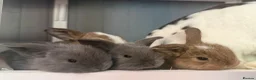 Mini Lop rabbits for sale: Beautiful mini lop babies  - Advert 2
