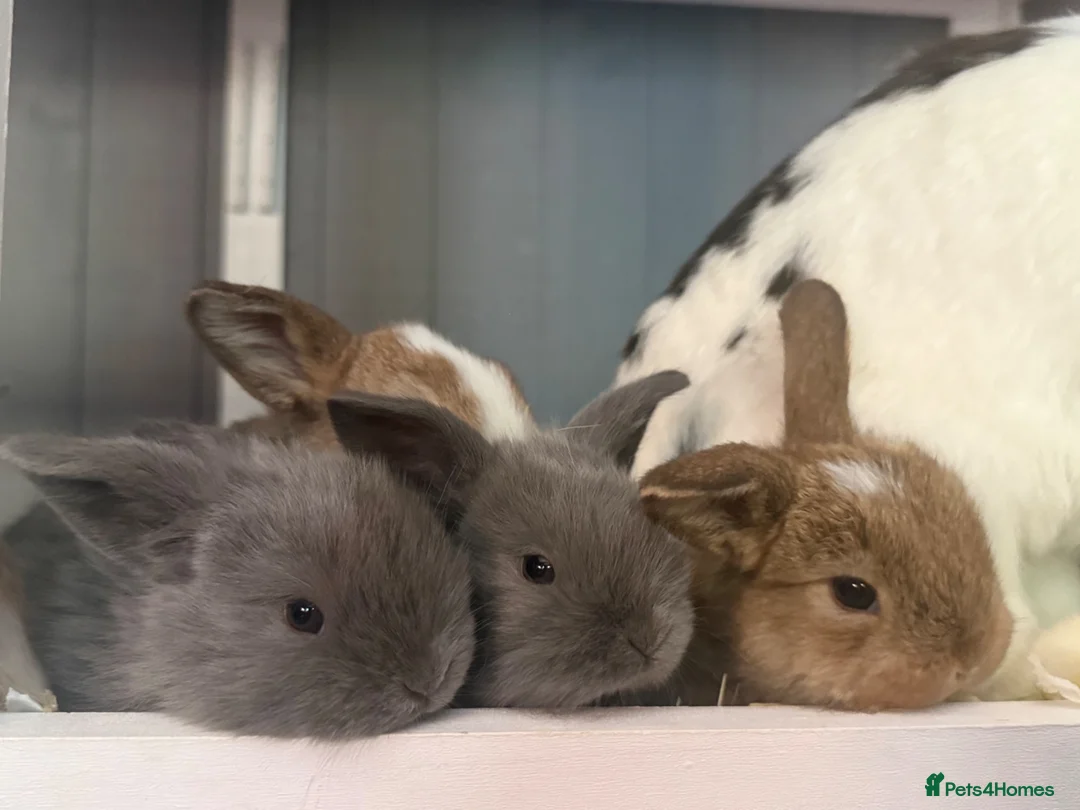 Mini Lop rabbits for sale: Beautiful mini lop babies  - Advert 2