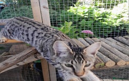 Savannah cats for sale: F5 Full Pedigree Tica Registered Girl Kitten - Image 4