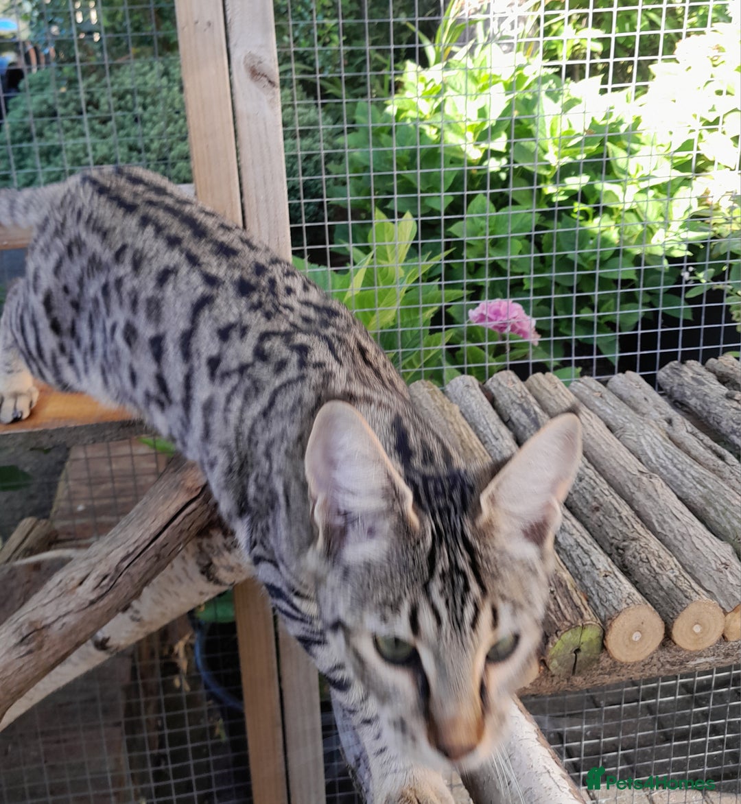 Savannah cats for sale: F5 Full Pedigree Tica Registered Girl Kitten - Image 4