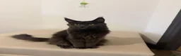 Maine Coon cats for sale: Pedigree GCCF Russian Kazakhstan import line - Advert 3