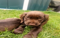 Cocker Spaniel dogs for sale: Show type cocker spaniel puppies  - Image 12