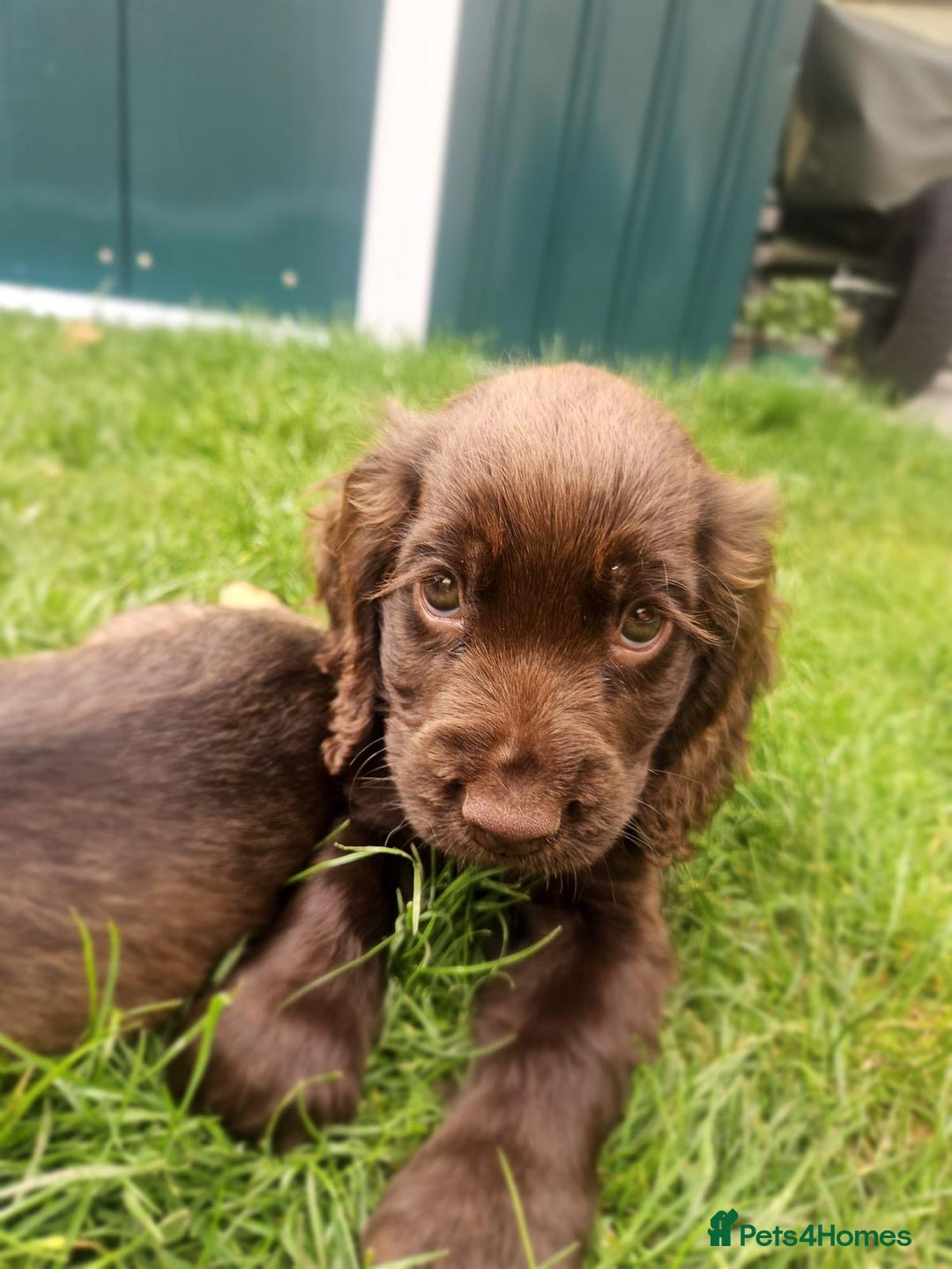 Cocker Spaniel dogs for sale: Show type cocker spaniel puppies  - Image 12