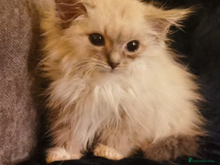 Siberian cats Siberian Neva Masquerade registered kittens - Advert 10