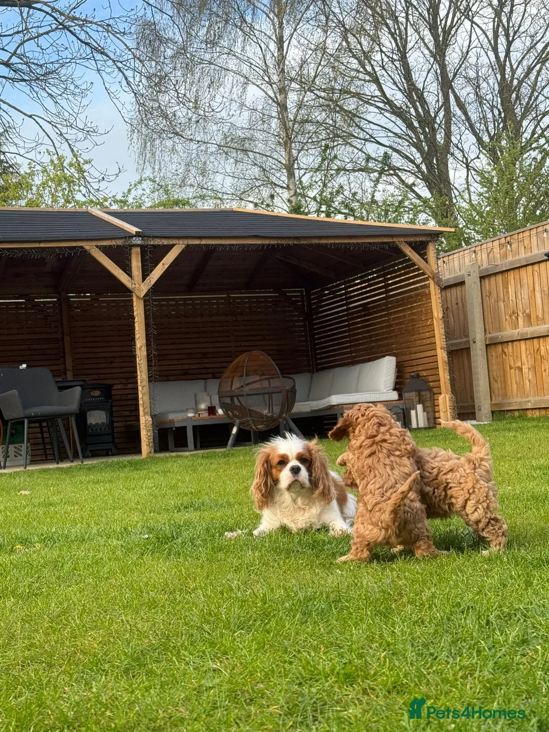 Cavapoo dogs for sale: Cavapoo Puppies - Advert 8