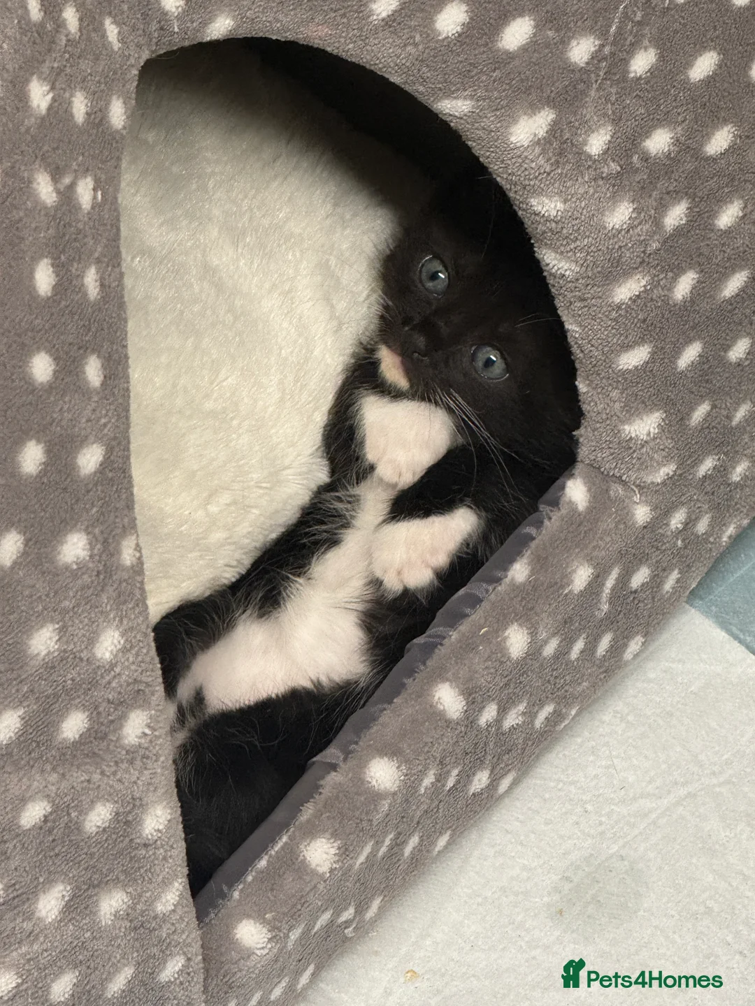 Mixed Breed cats for sale: Ragdoll mum and ginger dad  in Boston - Advert 14