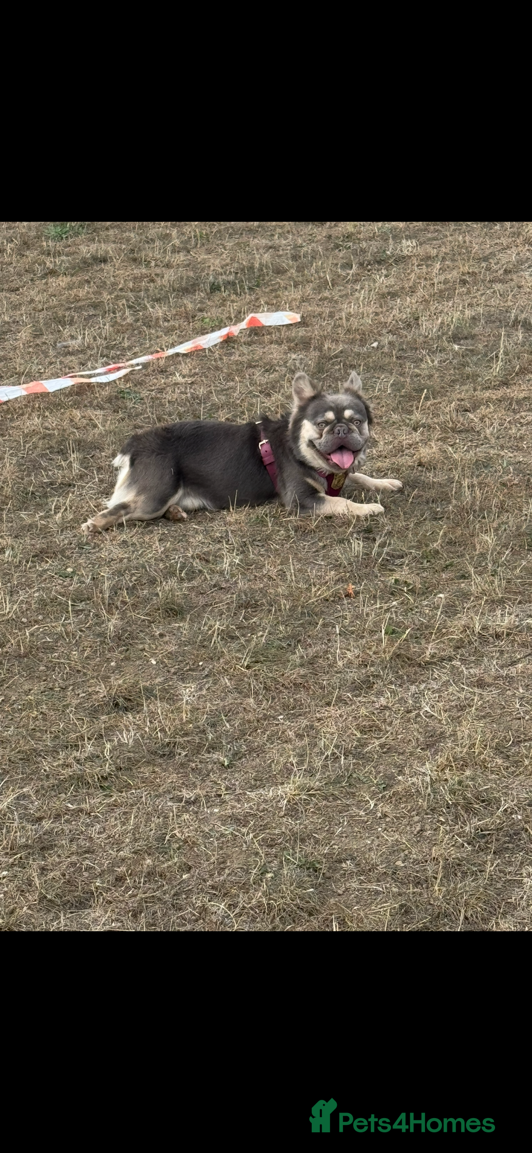 French Bulldog dogs for stud: Fluffy Frenchbulldog for stud checkmate bloodline - Image 1