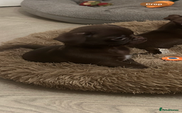 Chihuahua dogs for sale: Beautiful chocolate Chihuahua boys - Image 9