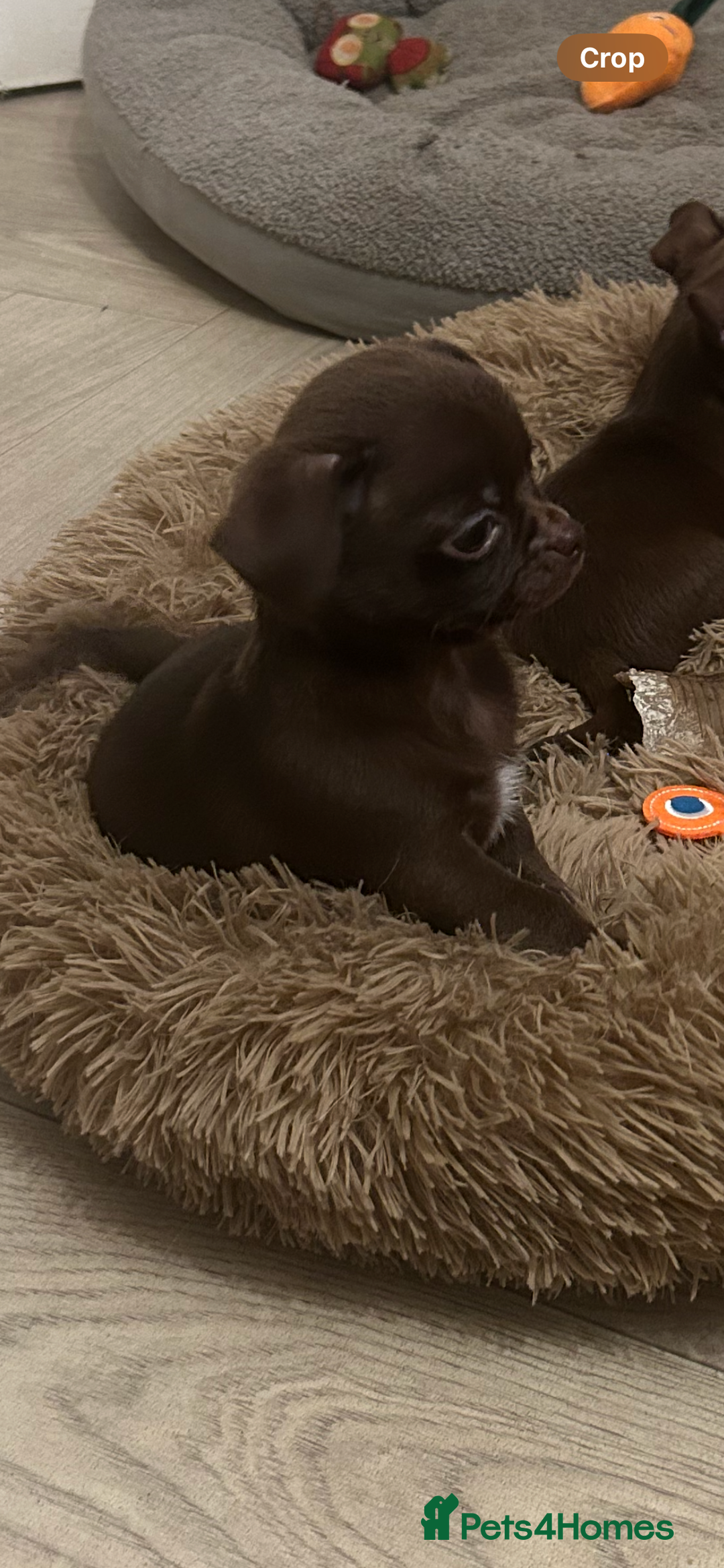 Chihuahua dogs for sale: Beautiful chocolate Chihuahua boys - Image 9