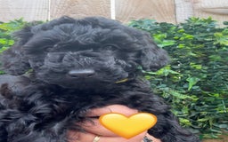 Labradoodle dogs for sale: F1bb labradoodle puppies black curly coat 🧬 clear - Image 32