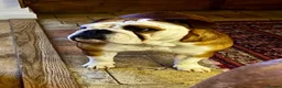 English Bulldog dogs for sale: 3 Red and white English bulldogs KC registered  - Advert 16
