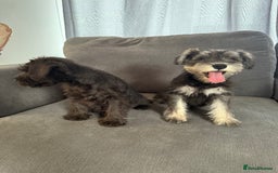 Miniature Schnauzer dogs for sale:  1 boyleft!Miniature  Schnauzer puppies for sale  - Image 13