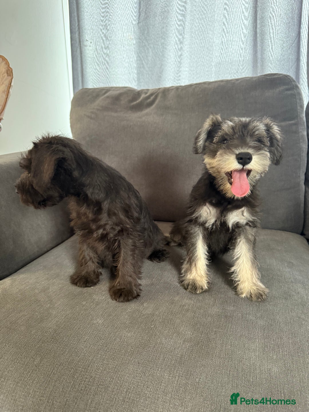 Miniature Schnauzer dogs for sale:  1 boyleft!Miniature  Schnauzer puppies for sale  - Image 13