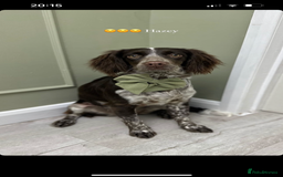 Cockapoo dogs for sale: Cocker Spaniel x Cockapoo Puppies Ready Soon  - Image 2